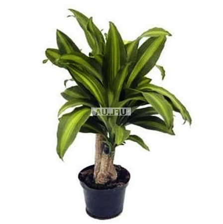 �������� ������ Dracena