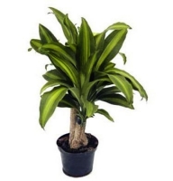 Plants - Dracena