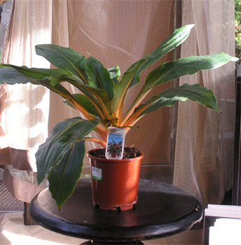 �������� ������ Chlorophytum
