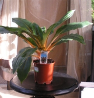 Plants - Chlorophytum