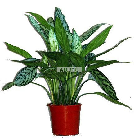 �������� ������ Aglaonema