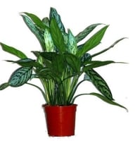 Plants - Aglaonema