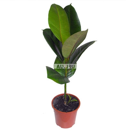 �������� ������ Phycus