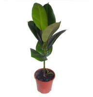 Plants - Phycus