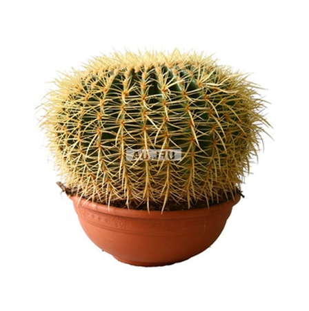 �������� ������ Big �actus