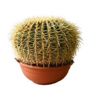 Plants - Big �actus