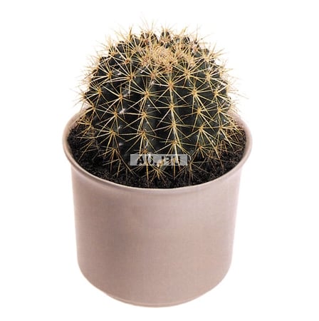 �������� ������ Small �actus