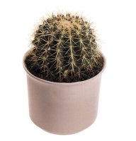 Plants - Small �actus