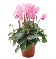 Plants - �yclaman