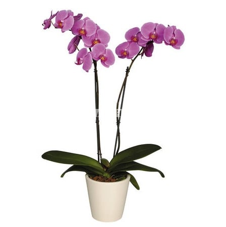 �������� ������ Orchid