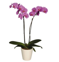 Plants - Orchid