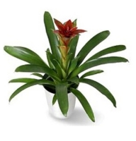 Plants - Gusmania