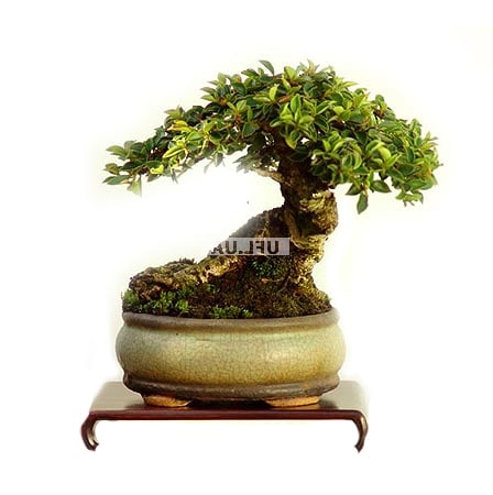 �������� ������ Bonsai