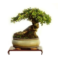 Plants - Bonsai