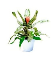 Plants - Aechmea