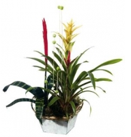 Arrangement of plants