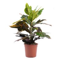 Plants - 