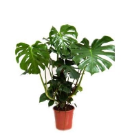 Plants - Monstera