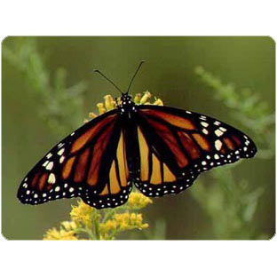 �������� ������ Live Butterfly