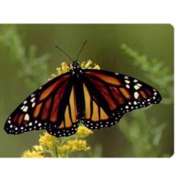 Presents - Live Butterfly