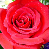 �������� ������ Rose