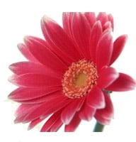 Flowers -