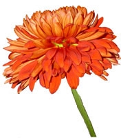 Flowers - 