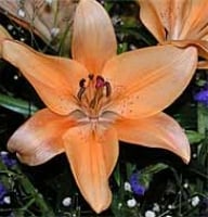 Flowers - 
