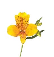 Flowers - 