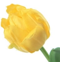 Flowers - 