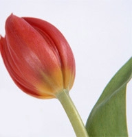 Flowers -