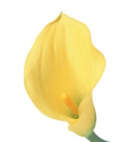 Flowers - 