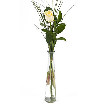 �������� ������ White Rose