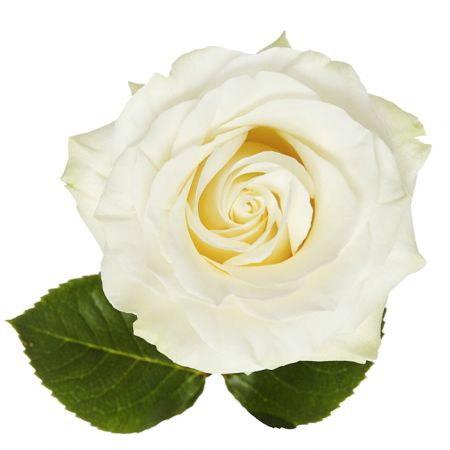 Bouquet Rose premium Mondial by piece