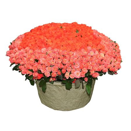 Bouquet 1001 coral rose