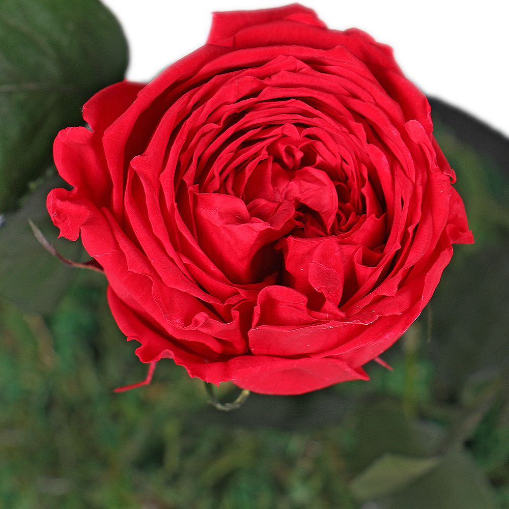 Product Stabilized Red Rose in a Flask