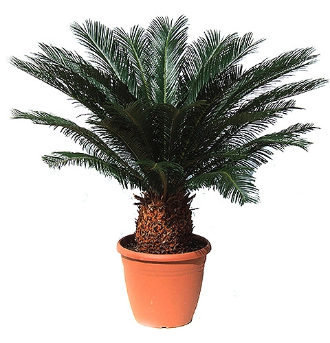 Product Cycas