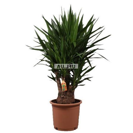 Product Yucca