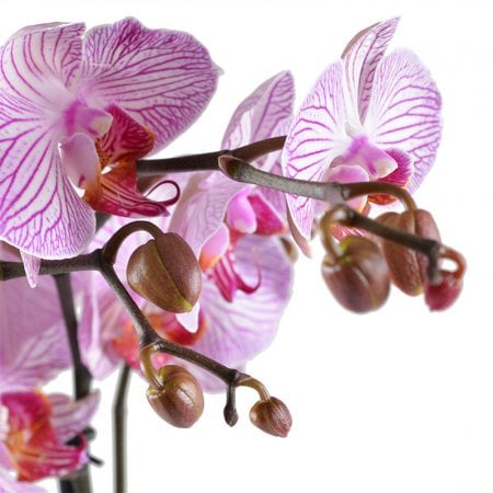 Bouquet Pink and white orchid