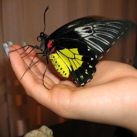 Product Butterfly Troides rhadamantus