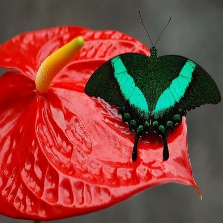 Product Butterfly Papilio palinurus