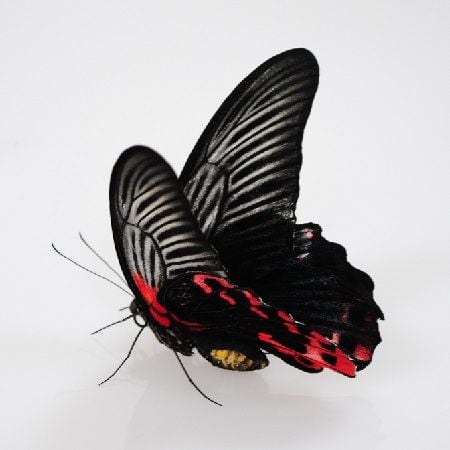 Product Butterfly Papilio rumanzovia