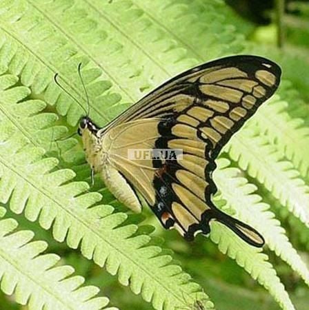 Product Butterfly Papilio thoas