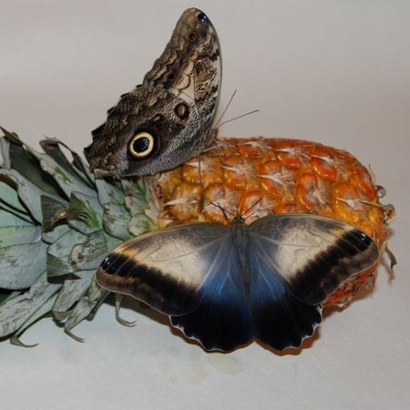 Product Butterfly Caligo