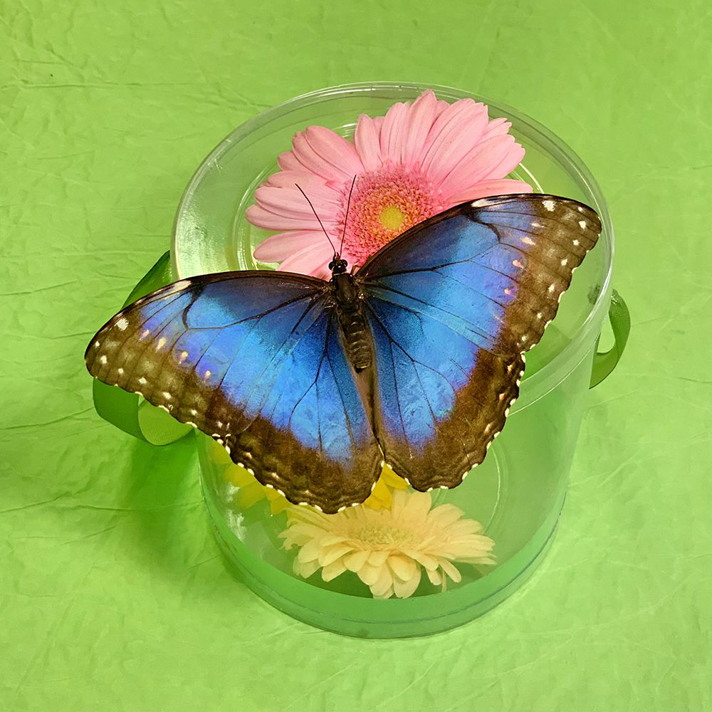Product Butterfly Morpho