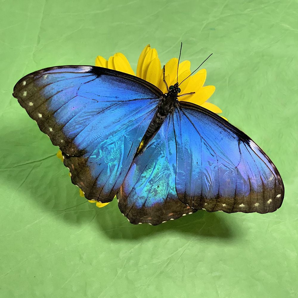 Product Butterfly Morpho