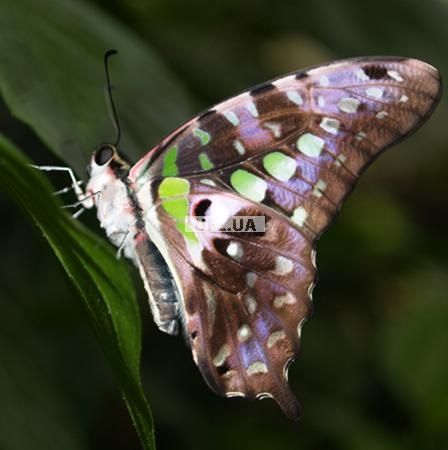 Product Butterfly - Graphium 