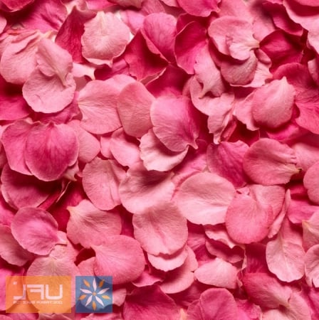 Bouquet Pink rose petals