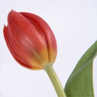 Bouquet Tulip