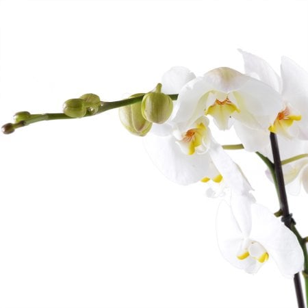 Bouquet White Orchid